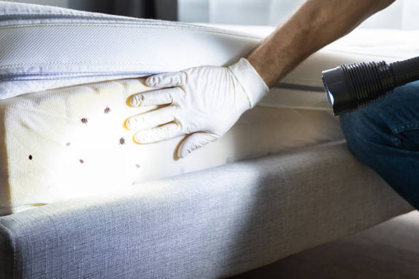 Best Termite Control Services  in Port Salerno, FL