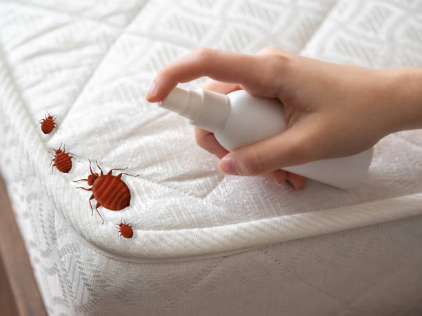 Flea Control Services in Port Salerno, FL