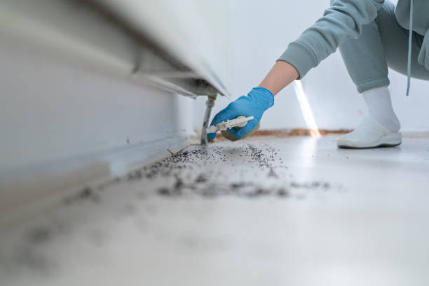 Best Pest Control Near Me in Port Salerno, FL